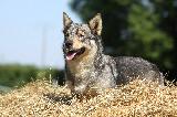 VALLHUND SUEDOIS (VASGOTASPETS)